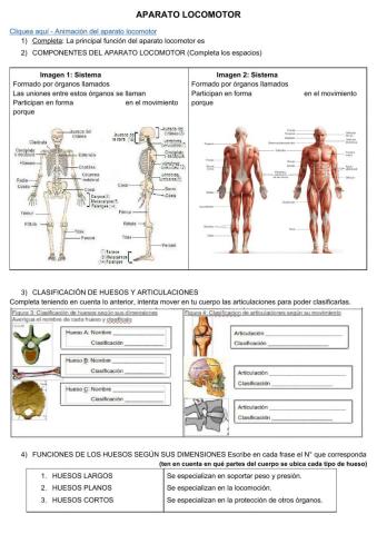 Aparato locomotor