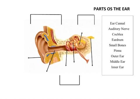 Parts ot he ear