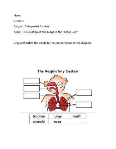 Respiratory System