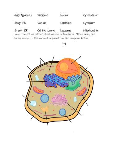 Cell Organelles