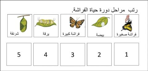 دورة حياة الفراشة