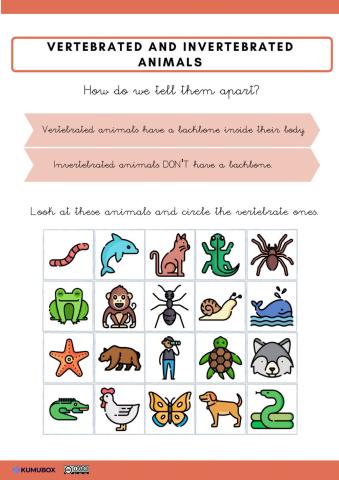 Vertebrates and invertebrates