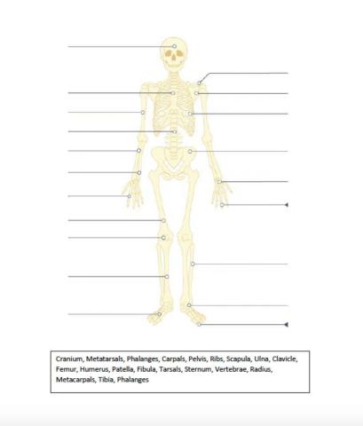 Skeletal system