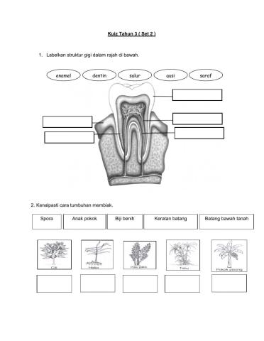 Kuiz Sains Tahun 3 (Set 2)