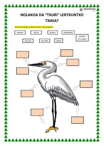 Nolakoa da -txuri- lertxuntxo txikia?