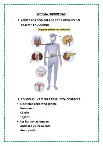 Sistema endocrino