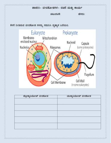 Writing Differences Between Prokaryotic and Eukaryotic cell