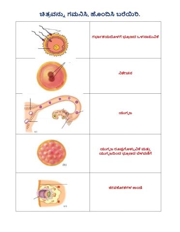 Reproduction in animals