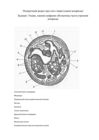 Поперечный разрез аскариды