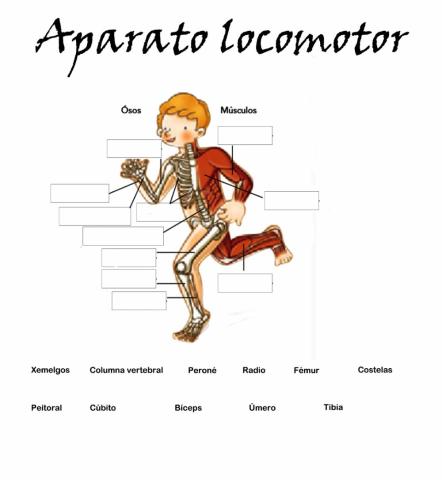 Aparato locomotor