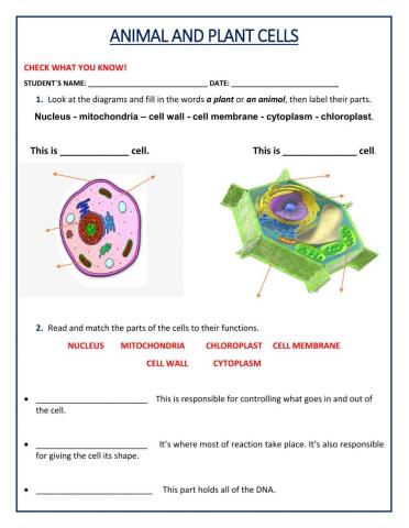 Animal and Plant Cell