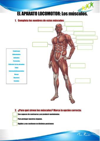 Aparato locomotor: Los músculos