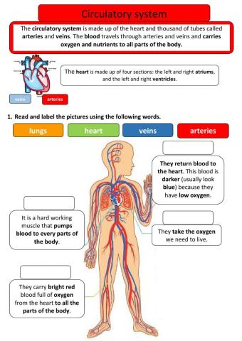 Circulatory system