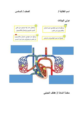 ورقة عمل جهاز الدوران و التنفس