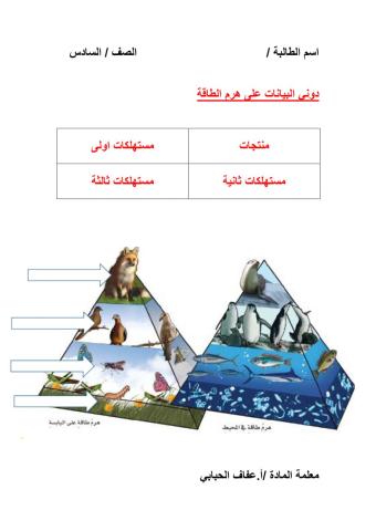 ورقة عمل هرم الطاقة