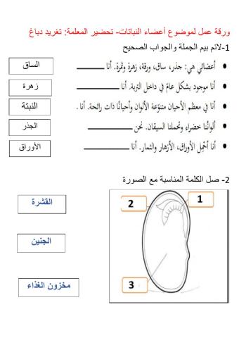 اعضاء النبات واعضاء البذرة