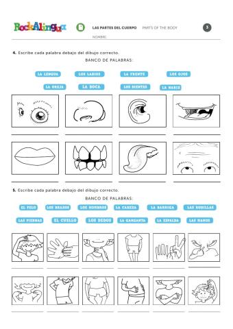 Las partes del cuerpo