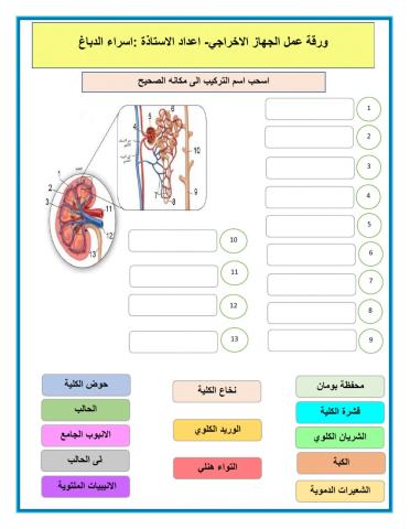 ورقة عمل الكلية