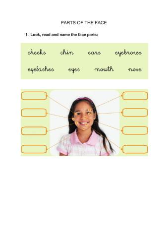 Parts of the face