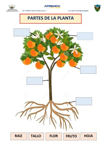 Identifica las partes de la planta