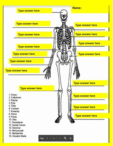 Skeletal System