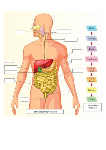 Struktur sistem pencernaan manusia