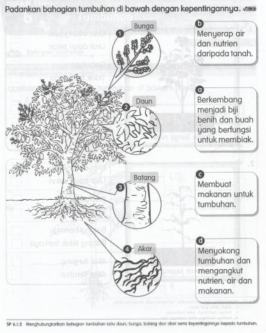 Kepentingan bahagian tumbuhan