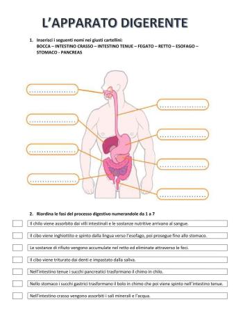 L'apparato digerente