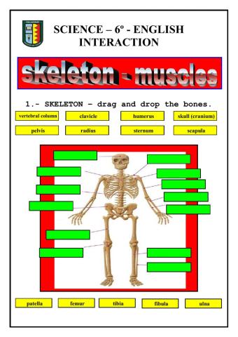 Skeleton and Muscles