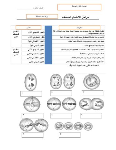 مراحل الانقسام المنصف