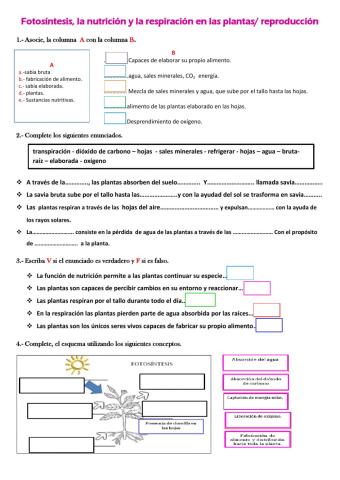 La fotosintesis de las plantas