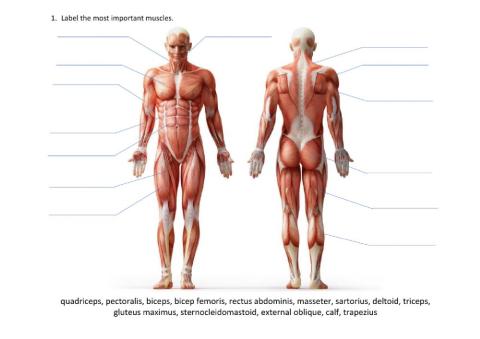 Muscular system