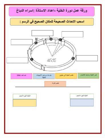 ورقة عمل دورة الخلية