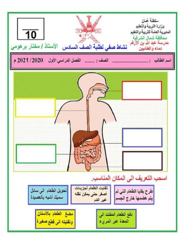 الجهاز الهضمي