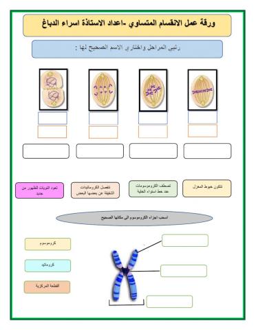 ورقة عمل الانقسام المتساوي