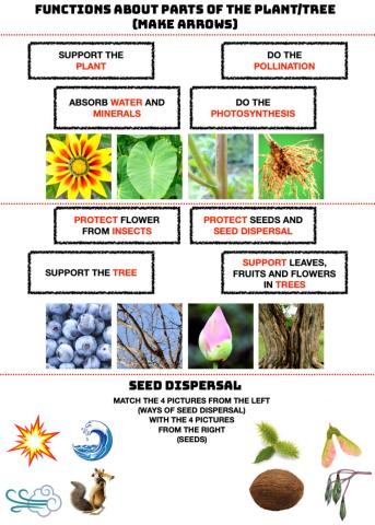 Functions and seed dispersal