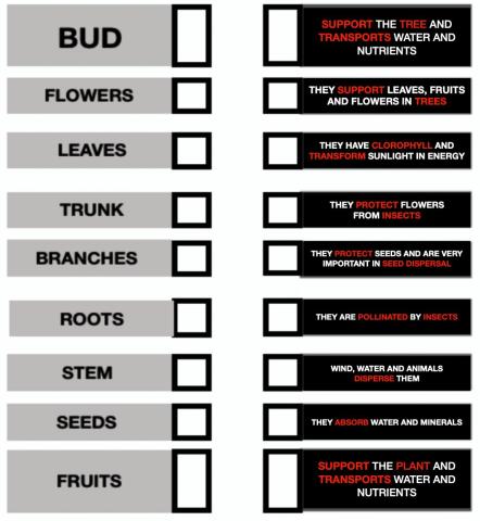 Parts and functions plants