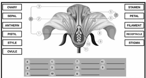 Parts of the flower