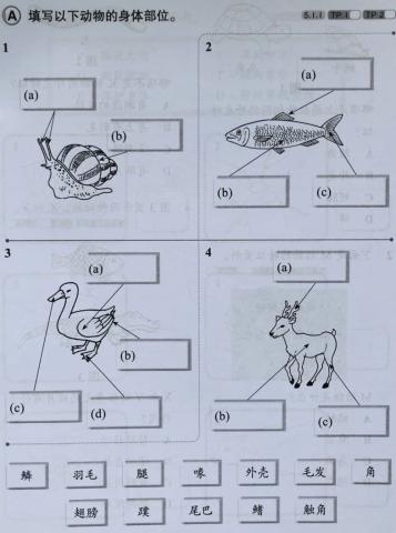 一年级科学：单元五 （动物）