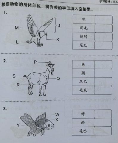 一年级科学：单元五 （动物）