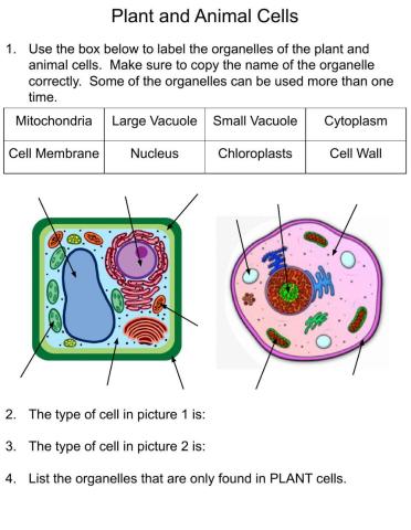 Plant and Animal Cells