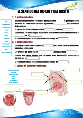 El sentido del olfato y del gusto