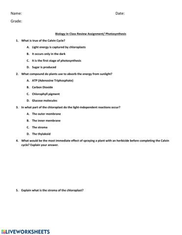 11th Photosynthesis review