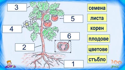 Растения-части