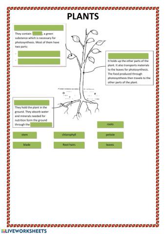 Parts of plants