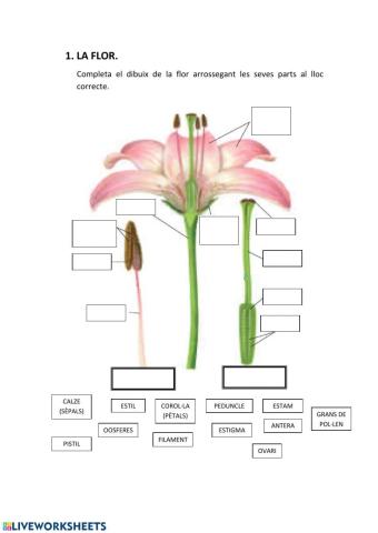 Reproducció de les angiospermes