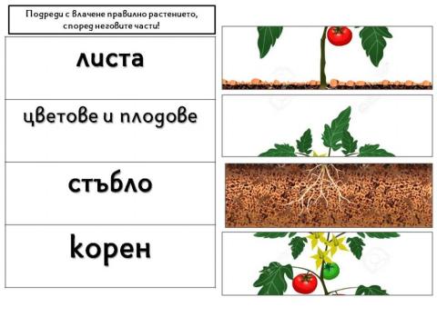 Околен свят - 1.клас