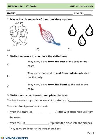 Circulatory system