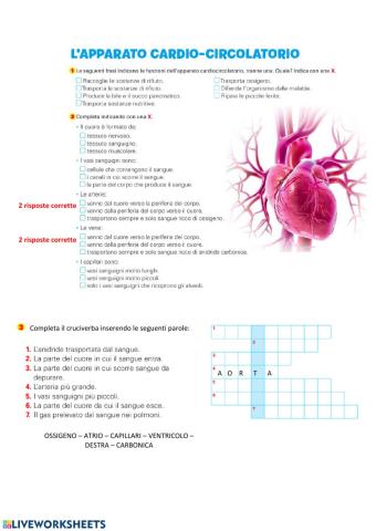 Apparato cardio-circolatorio con aiuti