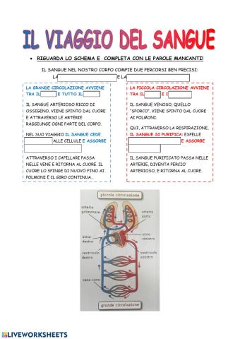 Il viaggio del sangue